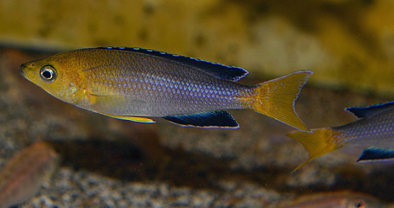 Cyprichromis sp. 'leptosoma jumbo' Kekese